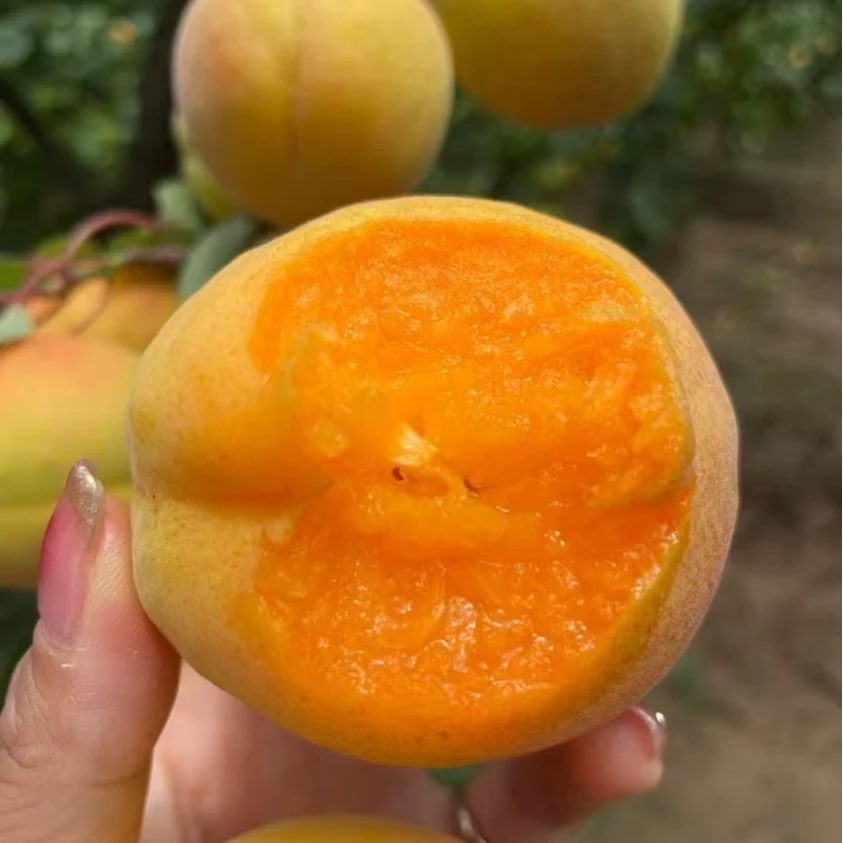 524-4陕西凯特大黄蜜杏当季水果放软吃软糯香甜