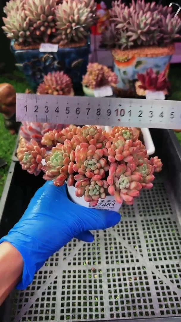 昆明印象多肉07483