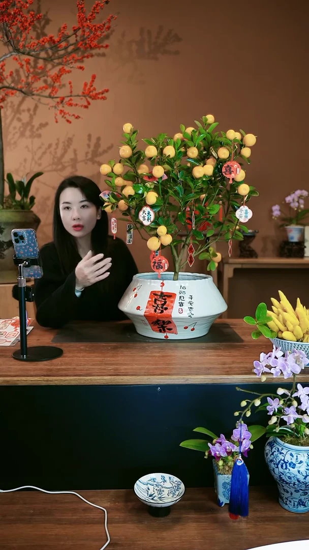 【闪购商品】盆景大金橘