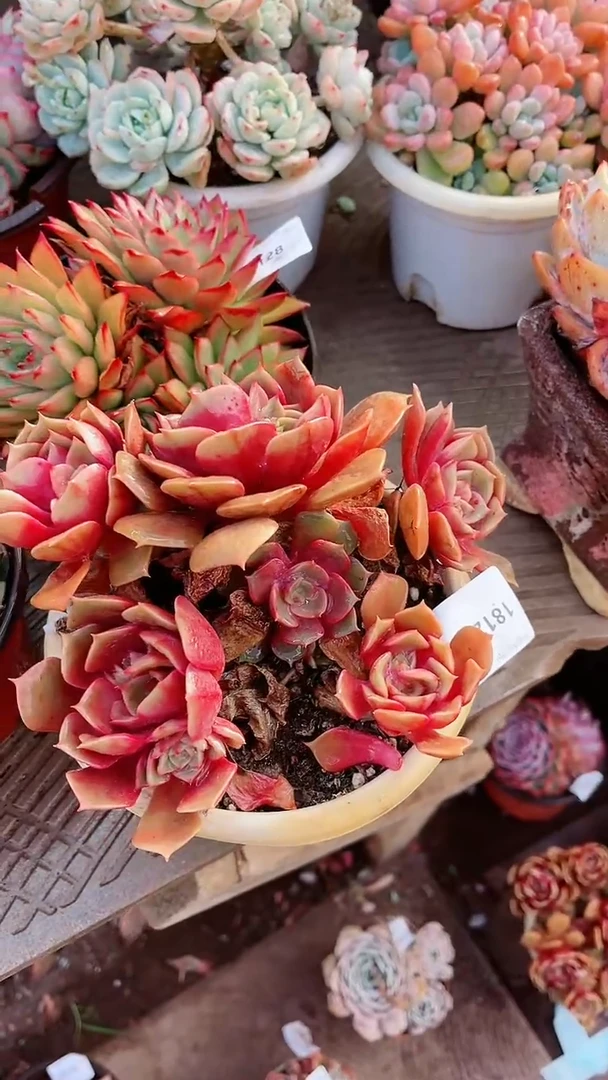 【闪购商品】18129