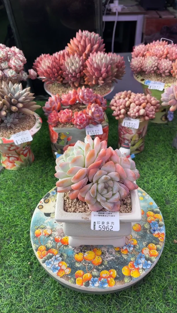 昆明印象多肉5962