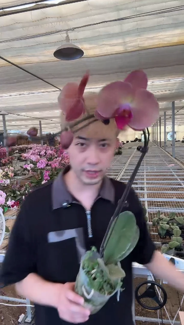 完全开放【欣欣向荣】蝴蝶兰