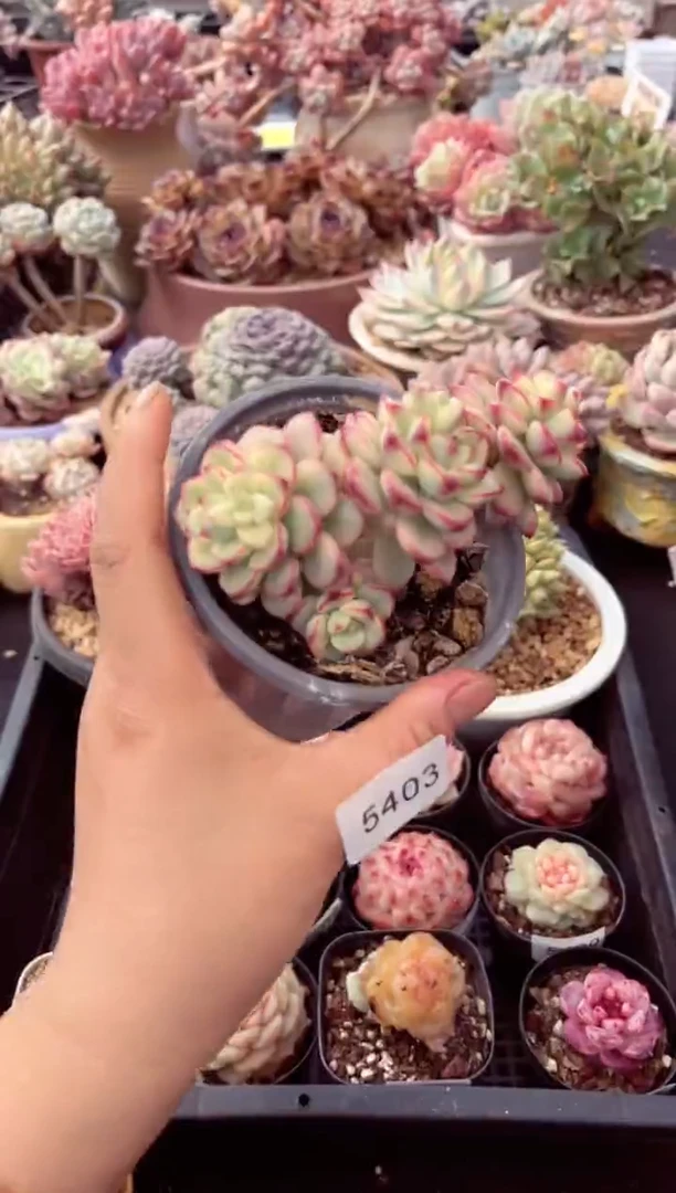 【闪购商品】5403群生探戈锦多肉