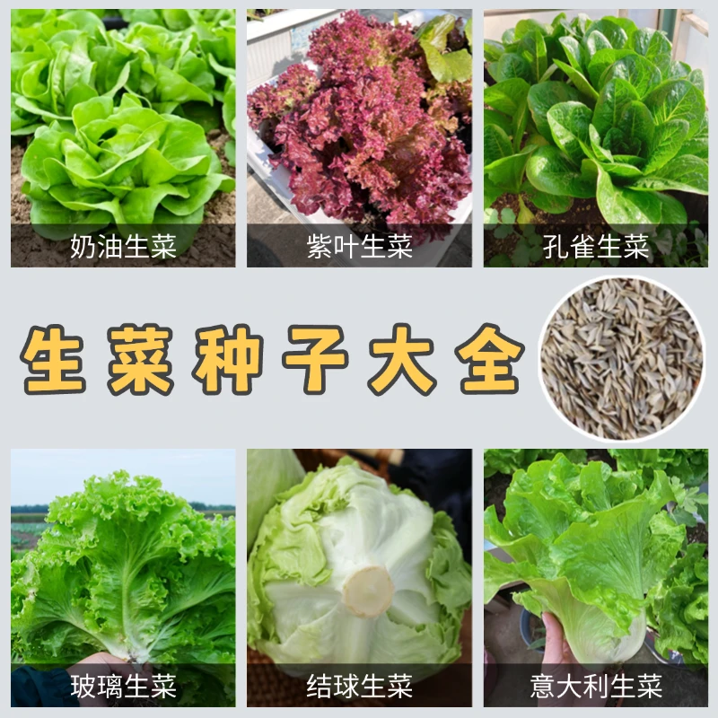【全店满5包包邮】生菜种子新手易种口感脆嫩多汁清甜爽口小青菜籽
