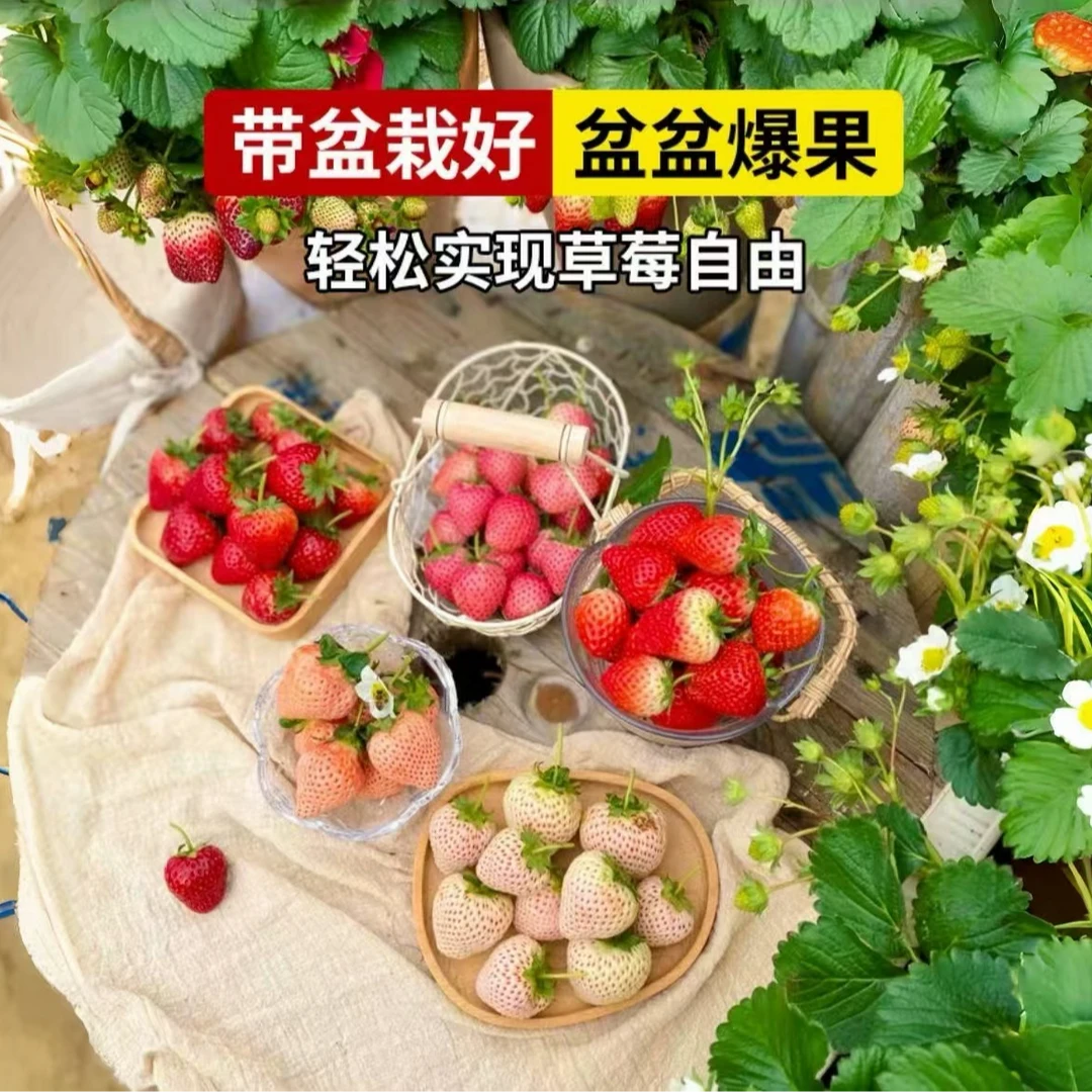 【精选旺苗带盆种好】带花带果草莓苗新手阳台庭院盆栽易养活旺苗