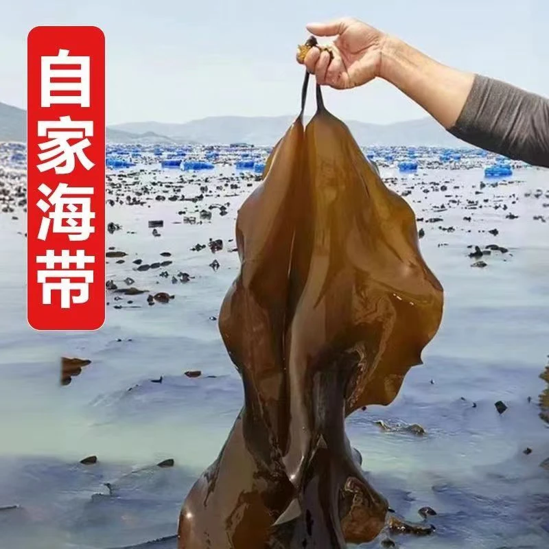 自家无沙海带干精品