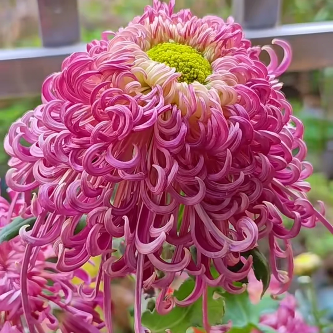 3棵【漓江春色--大花型】九月大花菊花苗