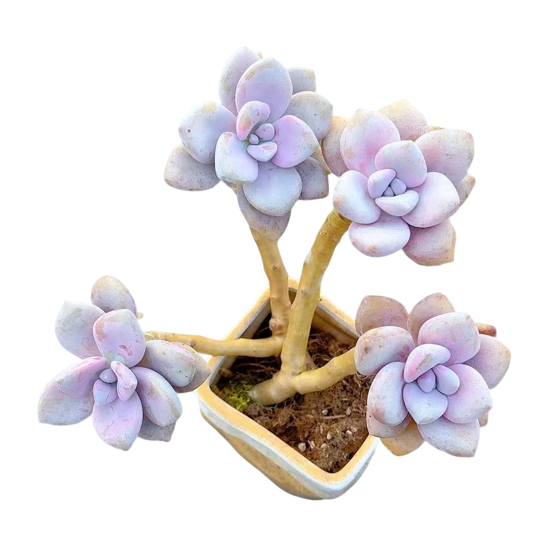 【妖桩桃霜】【满9.9包邮】星花怒放 仙人球多肉植物栽种养护粉色