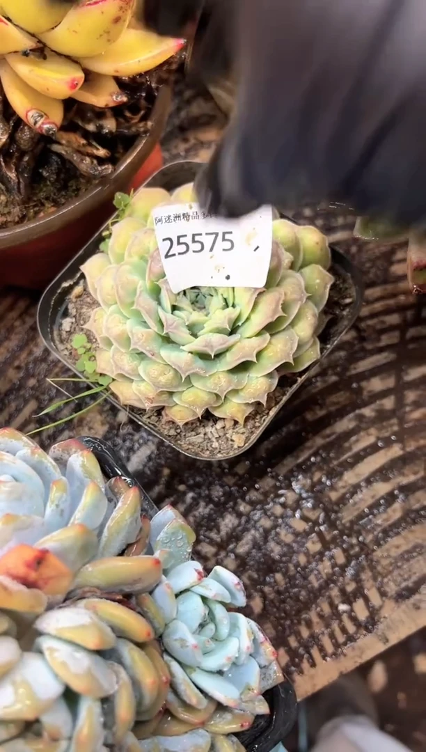 我**鱼多肉植物一物一拍25575