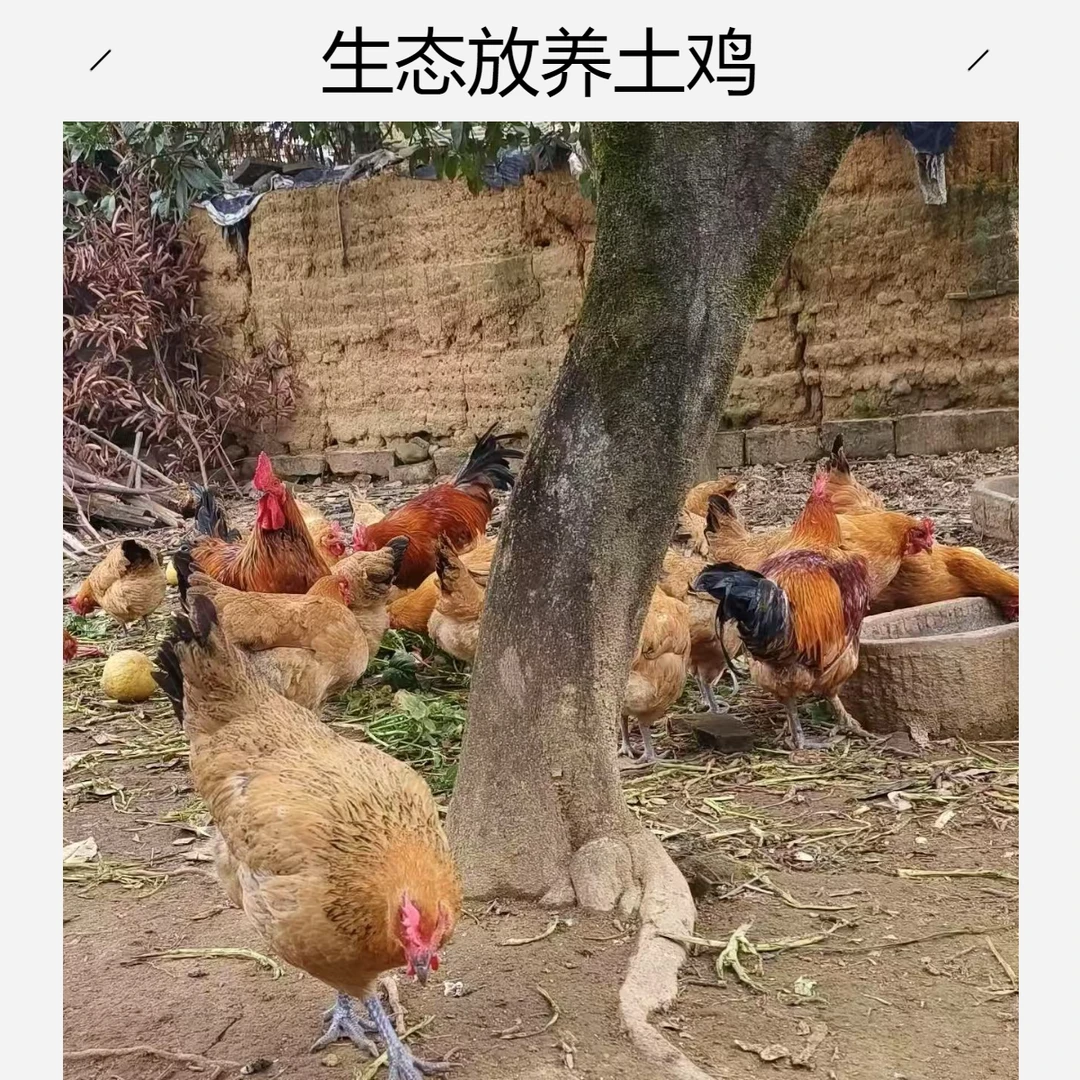 筲箕湾林间散养老母鸡每只3.5斤到4斤鸡肉同城送烧烤食材