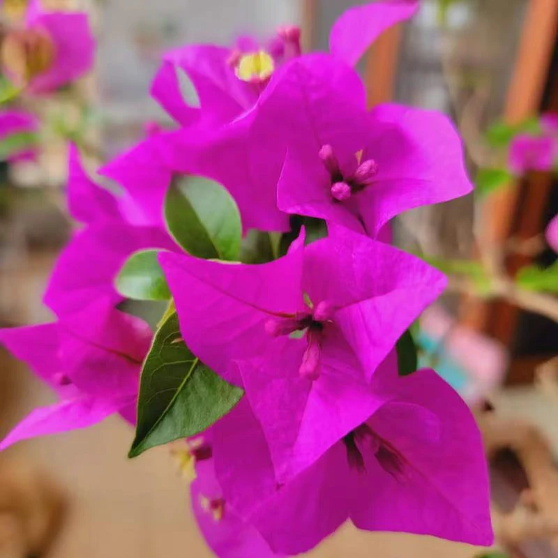 三角梅一物一拍四季开花机器爆花能手安格斯云南紫