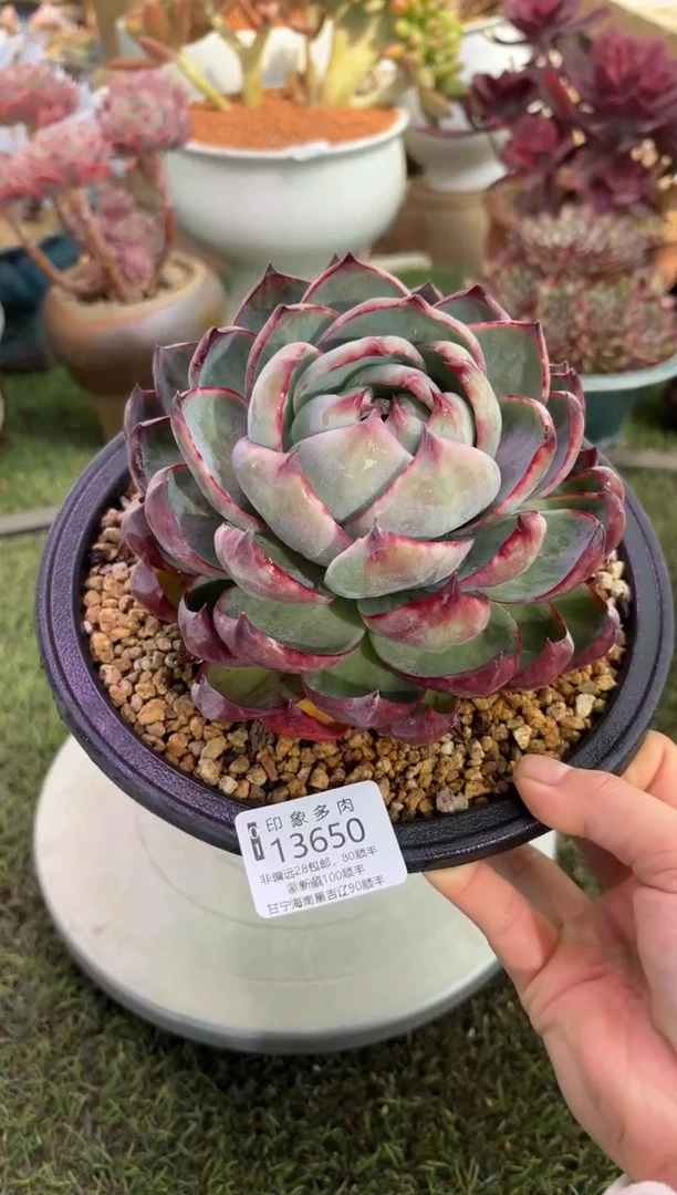 【闪购商品】13650