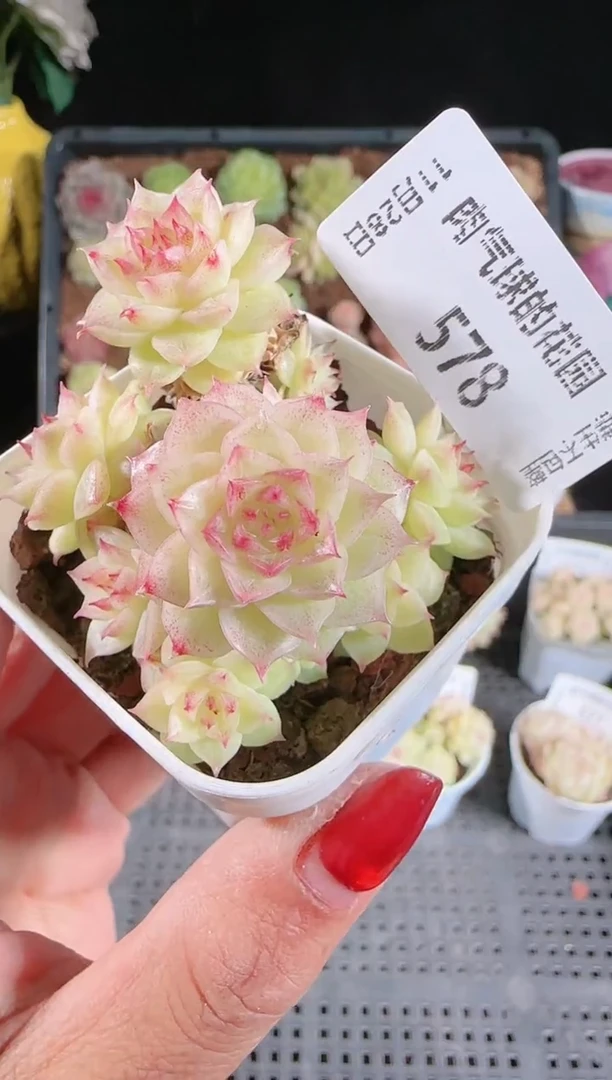 多肉1128-578群生不包整