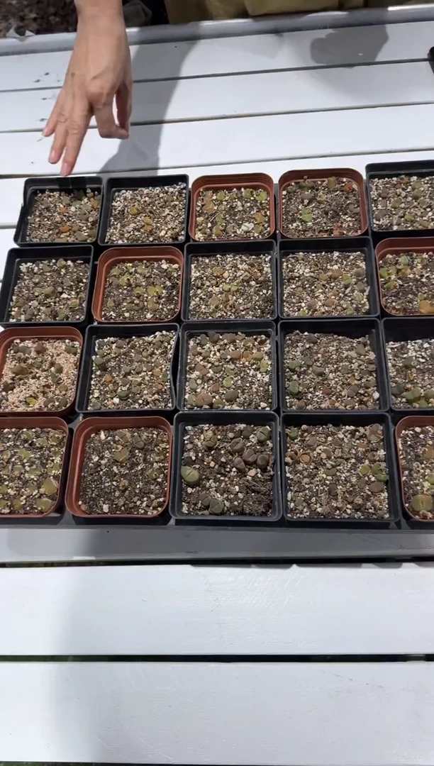 1-81多肉植物脱土发一盆
