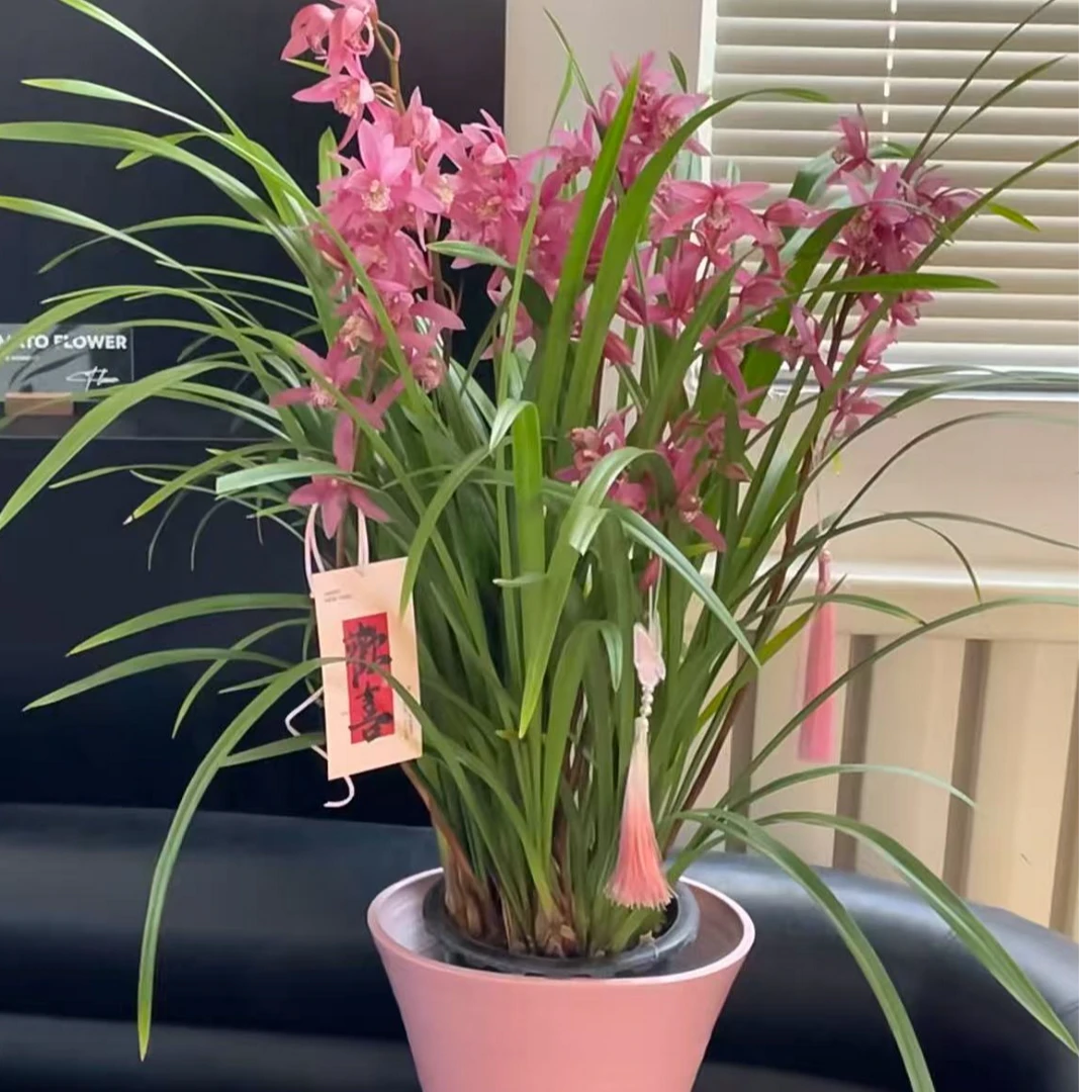 【台北小姐】 大花蕙兰 新手植物 客厅卧室易养活 高级盆栽