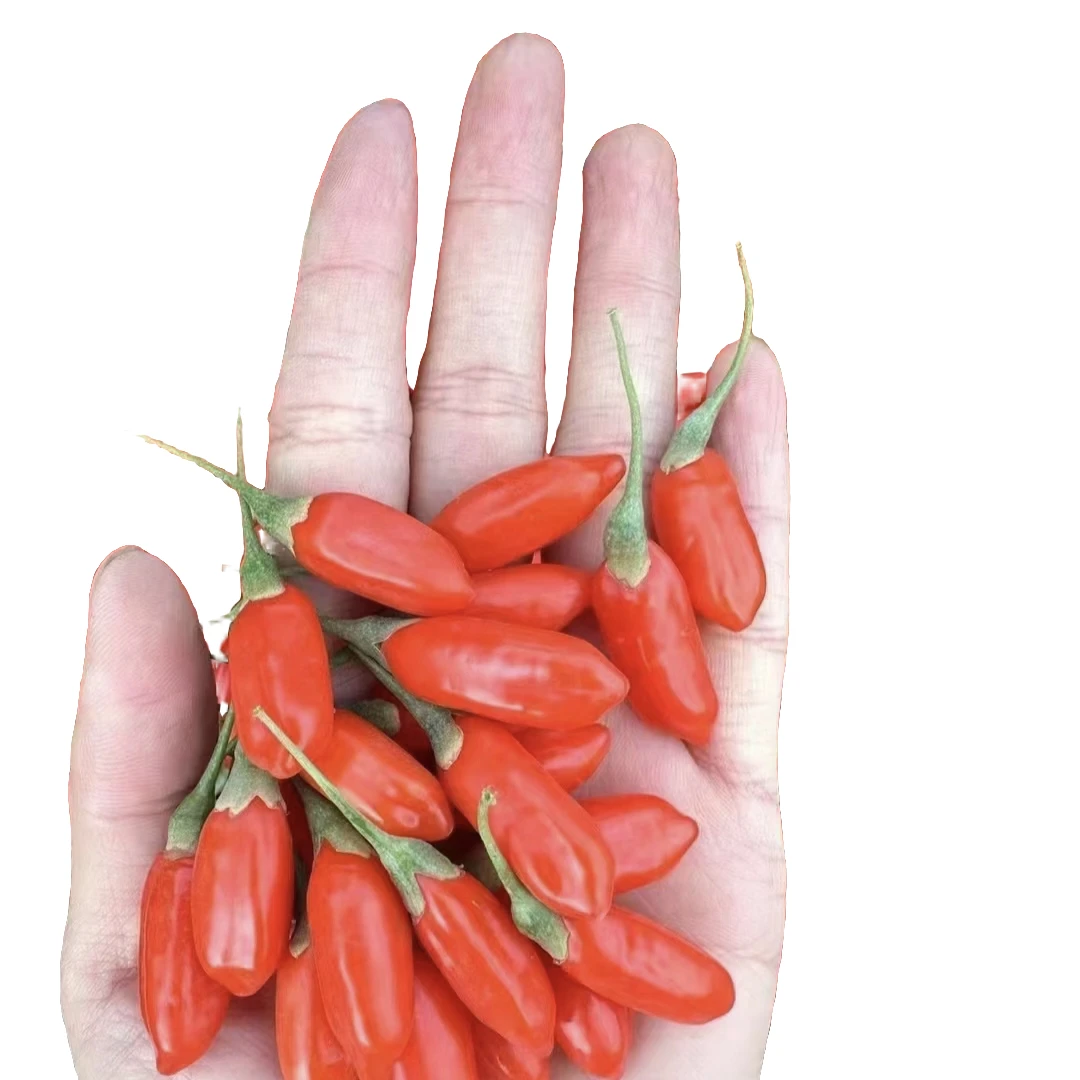 鲜果枸杞新品上市鲜枸杞宁夏枸杞大颗粒免洗中宁鲜果枸杞保鲜发货