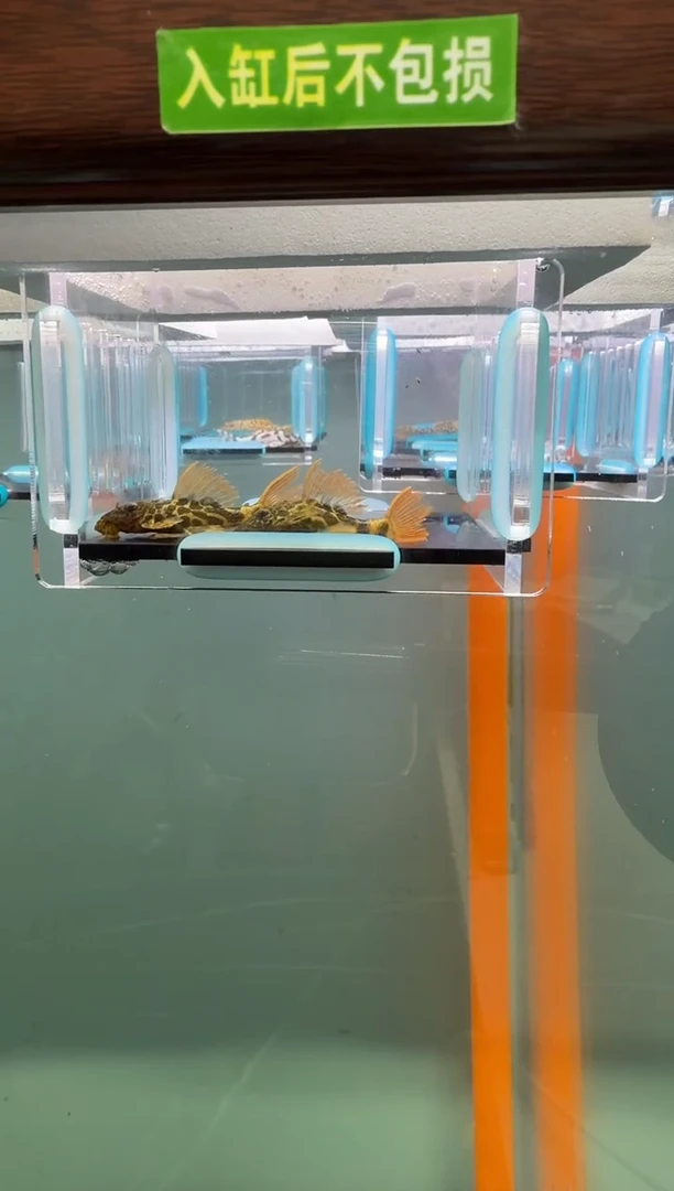 清道夫鱼147号600入缸不包损录制完整开箱视频3.8-4厘米