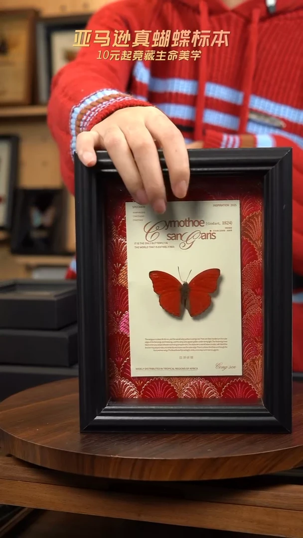 微瑕蝴蝶标本摆件一口价d174