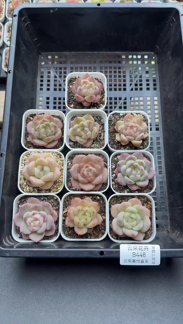 珍妮杂交多肉B448