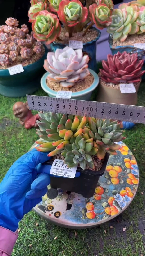 昆明印象多肉07390