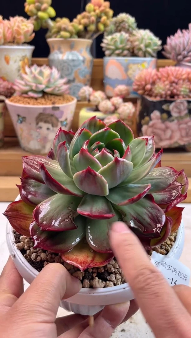 【闪购商品】2.5-14惊鸿有叶伤不售后