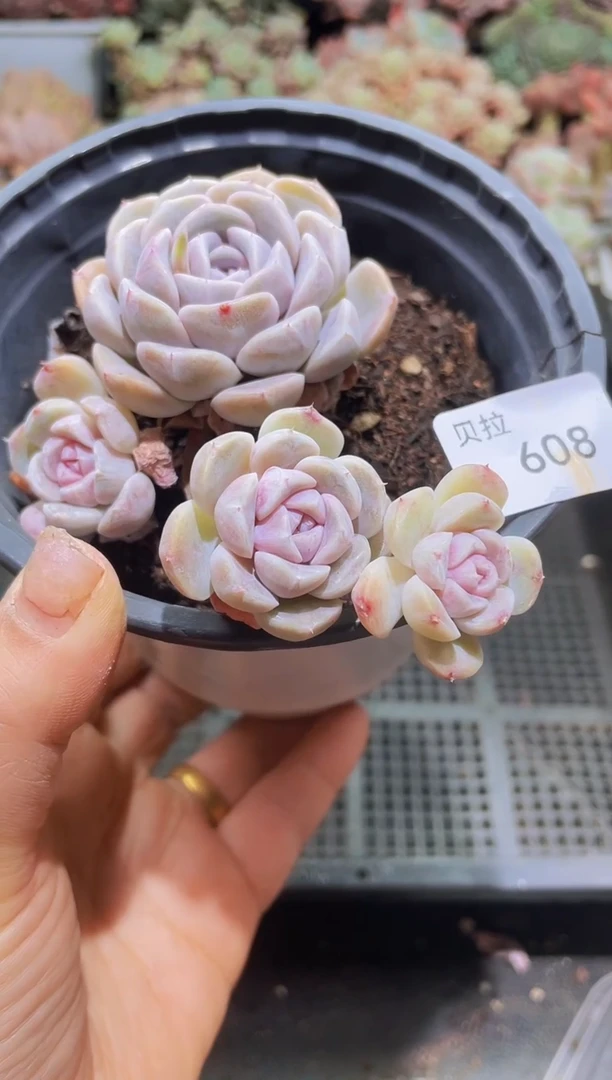 【闪购商品】608糖心汉堡