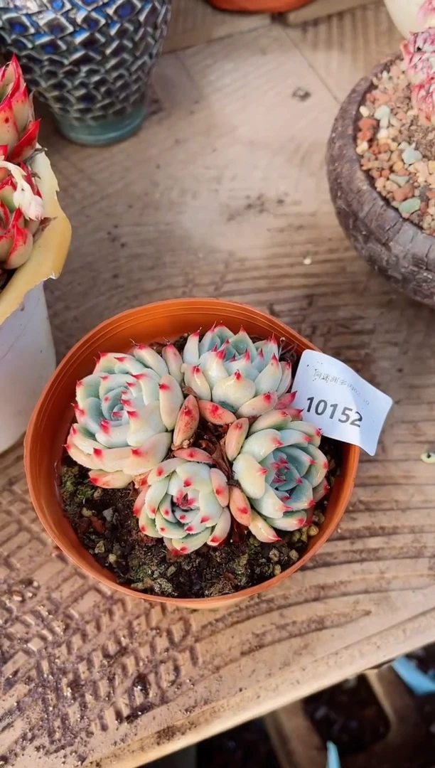 【闪购商品】10152