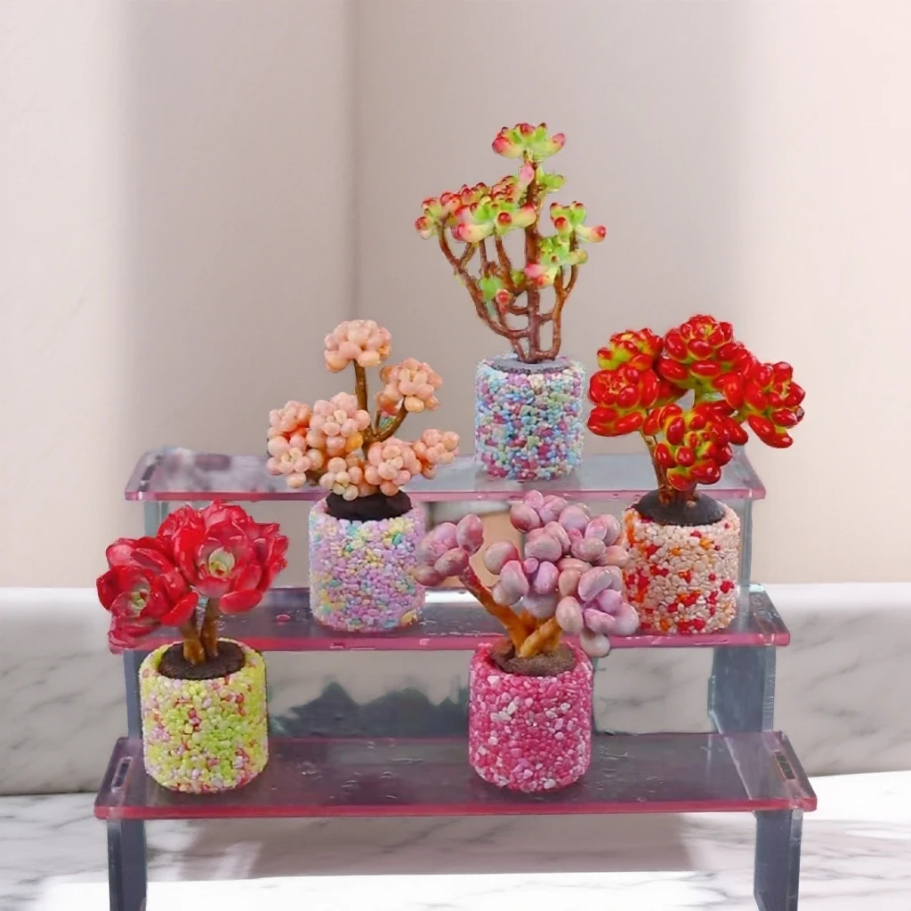 H4无土老桩组合(含小米粒马卡龙透气花盆