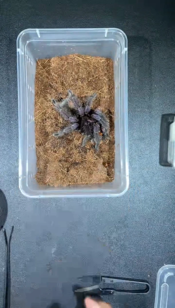 跳蛛马查拉成体公17cm