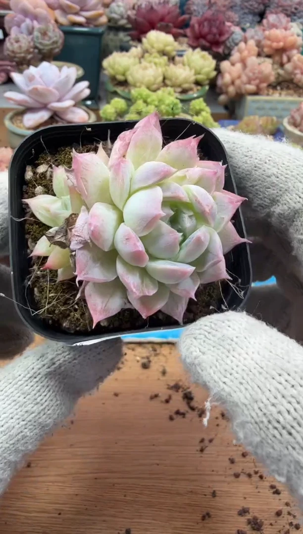 东云多肉园三店-62