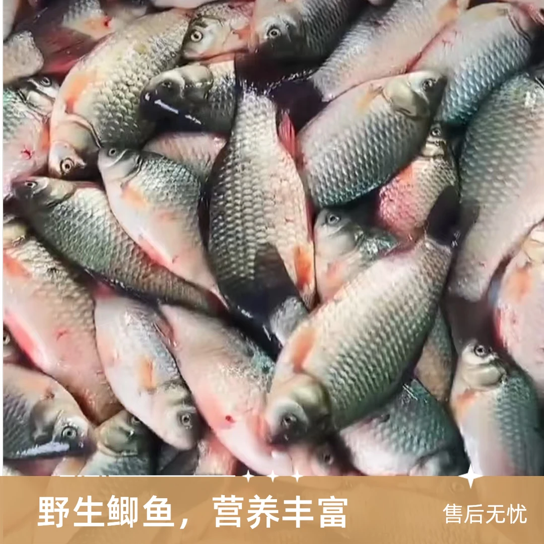 1d东北冷水野生小鲫鱼6斤，顺丰包邮