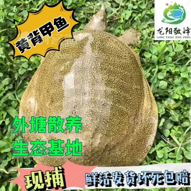 【俊少专属】 汉寿外塘甲鱼3-5斤 黄背黄底 鲜活发货 保活到家