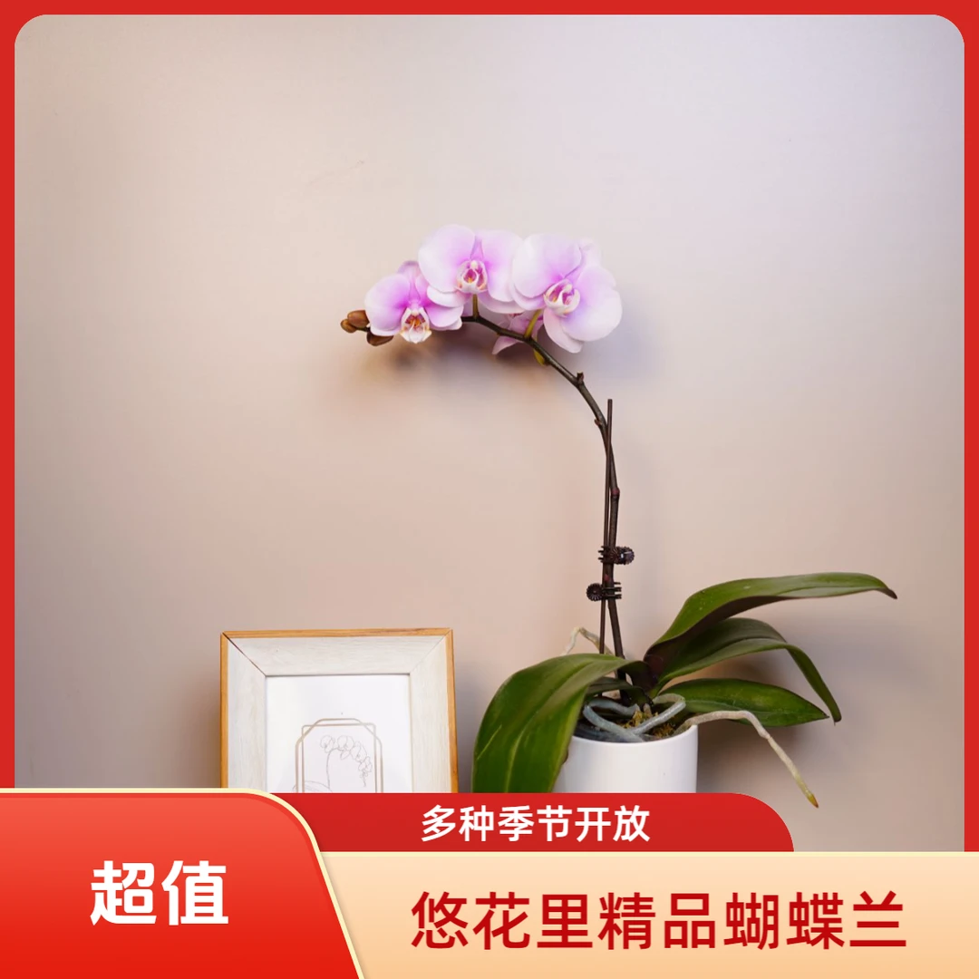 悠花里蝴蝶兰（梦幻情人）3.0寸全花发开花株发货