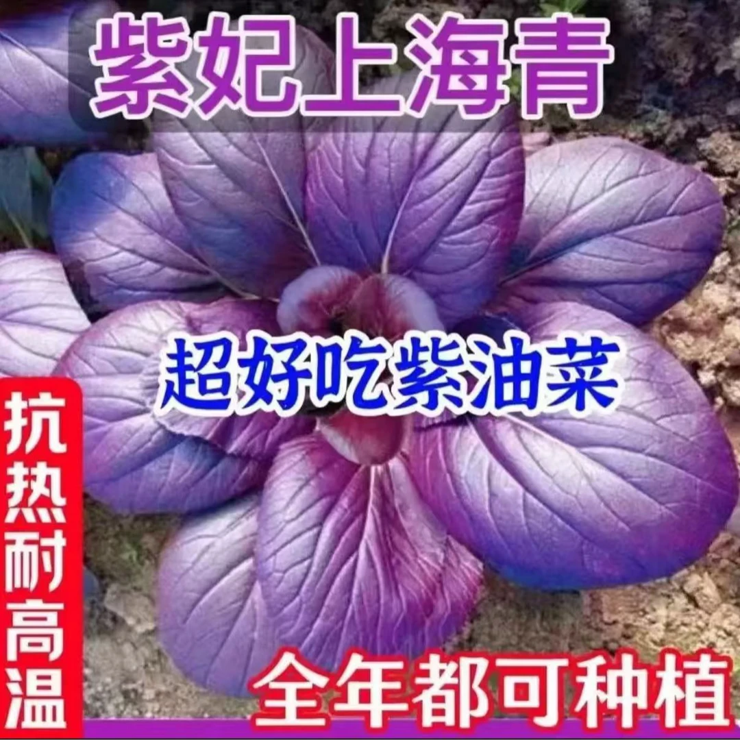 紫油菜种子紫色上海青小青菜种子夏季耐热耐高温抗热抗晒蔬菜种子