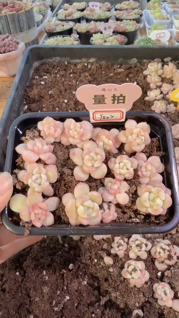 T322切糕1盒 量拍多肉植物