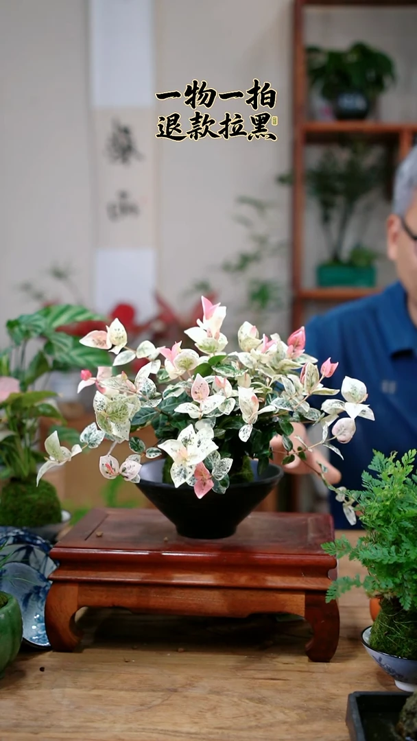 完全开放小**南花叶760