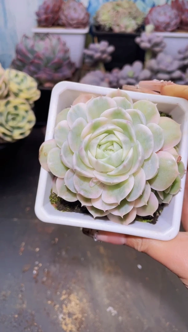 【闪购商品】278昂锦