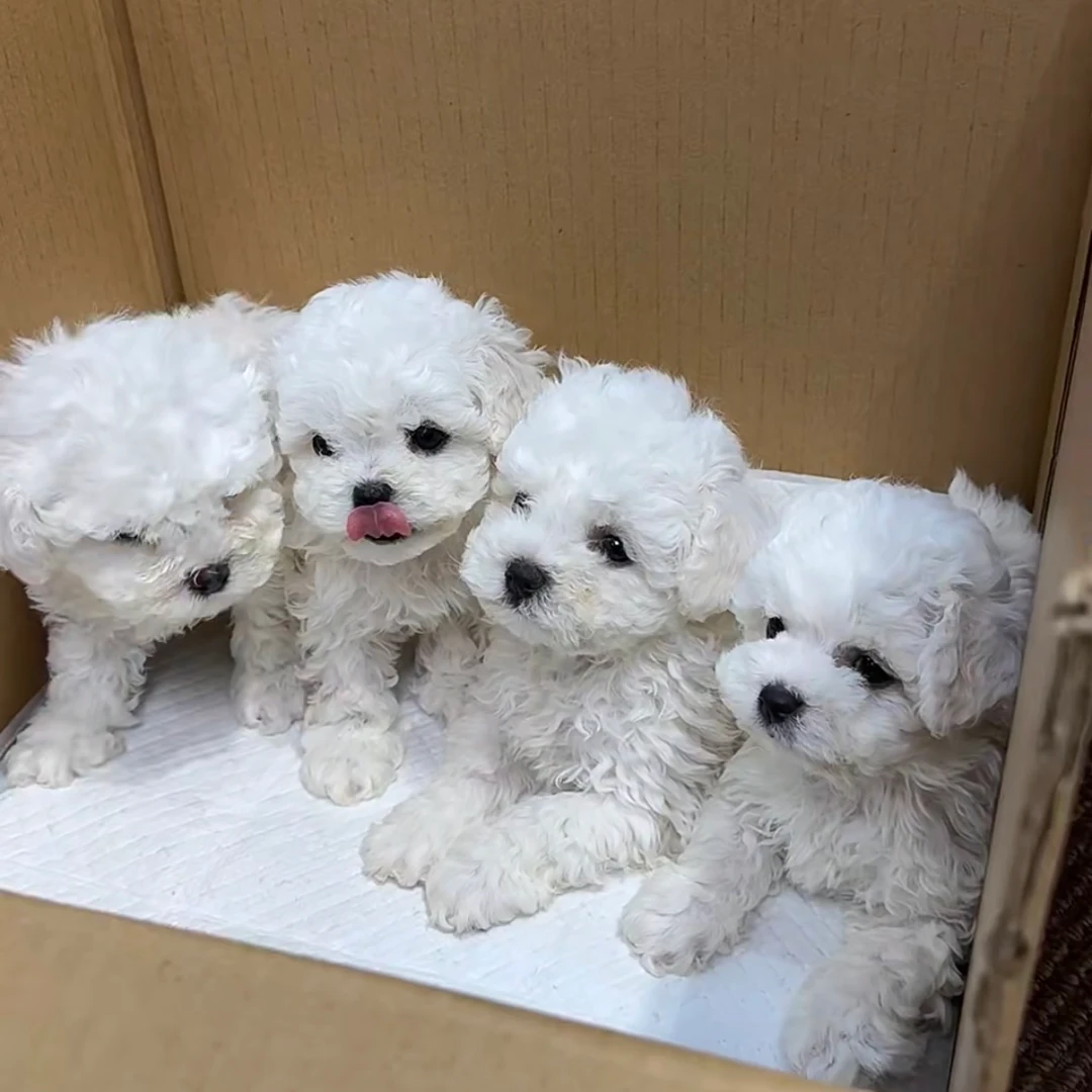 比熊幼犬 活体小狗