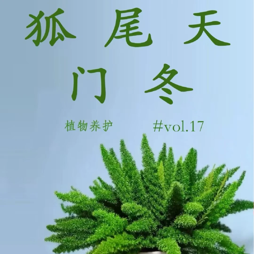 常青常绿狐尾天门冬盆栽耐热观叶植物四季常青适合庭院阳台