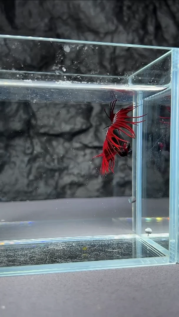 斗鱼竞拍链接A095