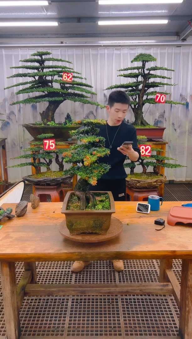 无花朵冰****?精品盆景直播间一物一拍