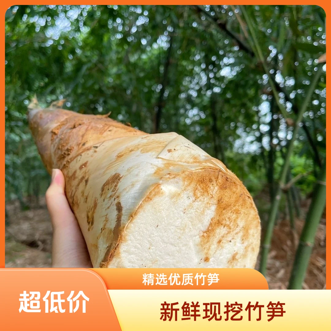 埔田竹笋新鲜现挖当季大头笋新鲜带壳正宗竹笋新鲜大个巨大号鲜笋