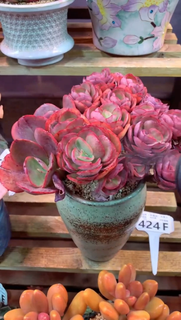 424F（一物一拍，精品多肉，w所见即所得 ）