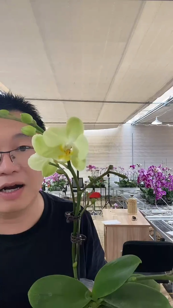大部分开放少量花苞青桔056 绿色清新系