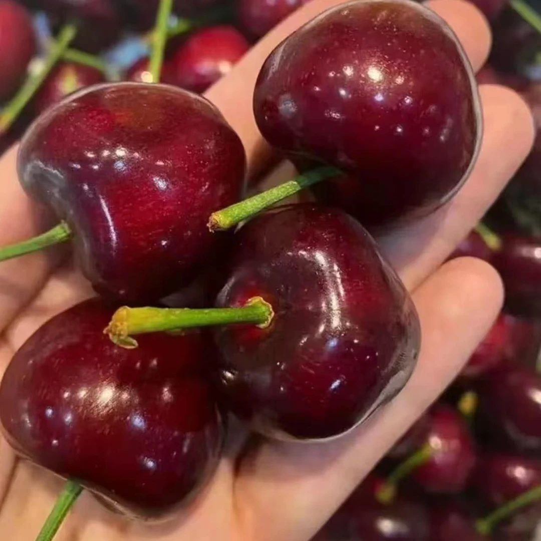【顺丰包邮】空运车厘子桑提娜2J-3J/ 净重5斤礼盒内附果径卡桑提娜樱桃智利共和国