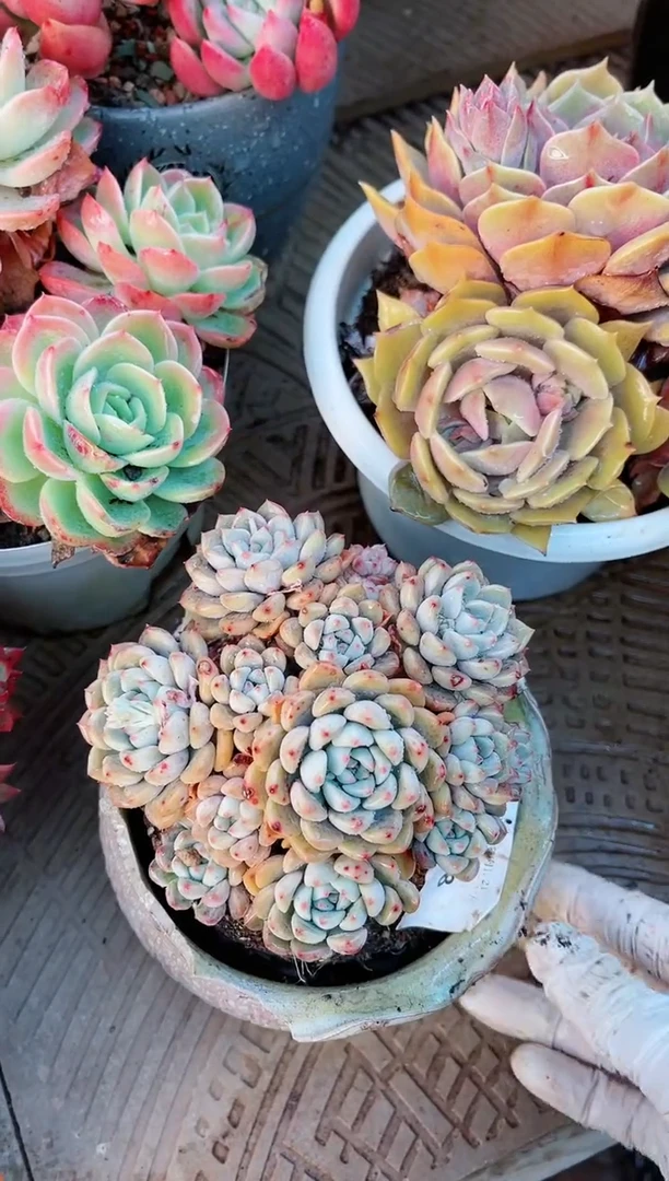 【闪购商品】21158