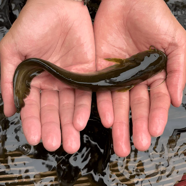 【四川眉山发货】土鲶鱼河沟鲶鱼常温淡水鱼各地适宜可食用可观赏鱼