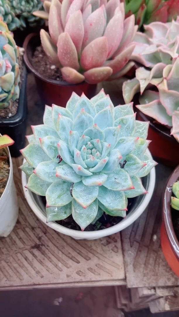 宁*11071多肉植物一物一拍