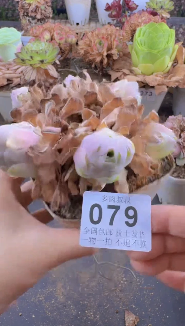 多肉叔叔山地玫瑰-079