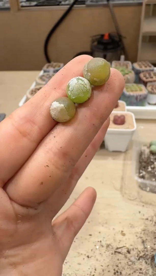 20-134多肉植物肉锥